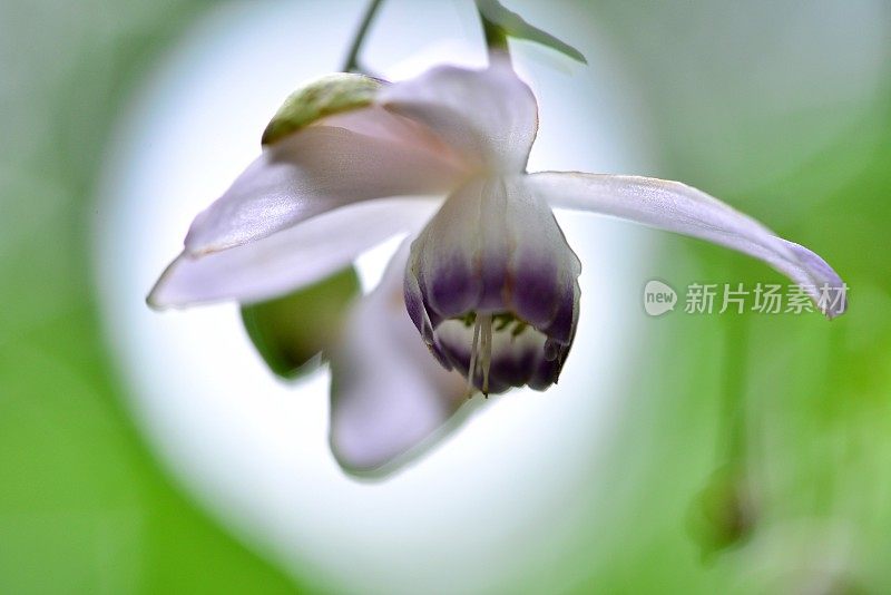 Anemonopsis macrophylla花